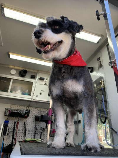 Mobile pet grooming bay area