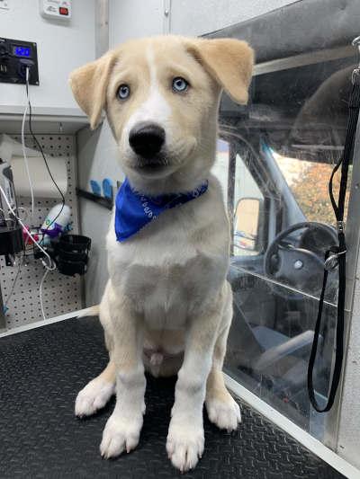 Mobile pet grooming bay area