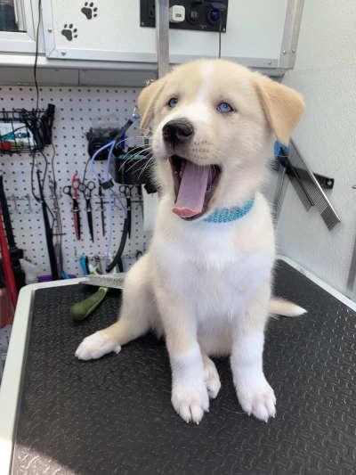 Mobile pet grooming bay area