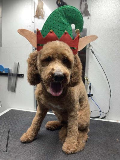 Mobile pet grooming bay area
