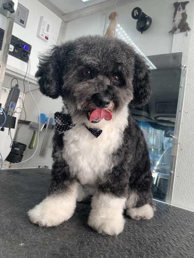 Mobile pet grooming bay areav